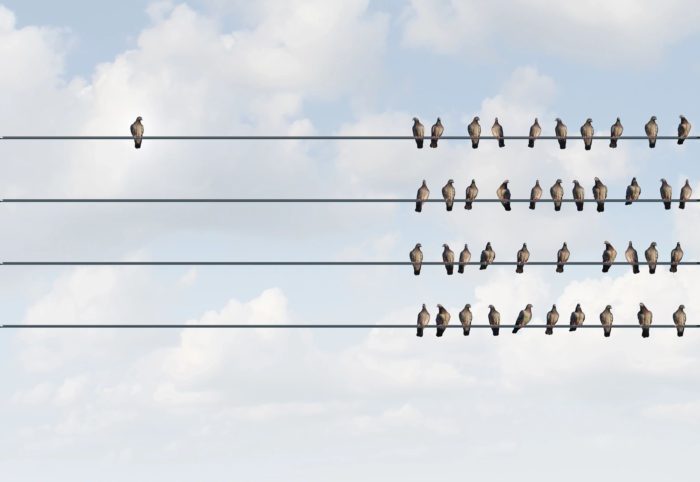 Birds perched on electric lines